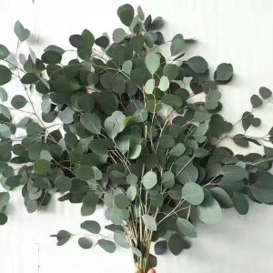Eucalyptus popolus graglia fiori