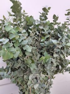 eucalyptus stuartiana